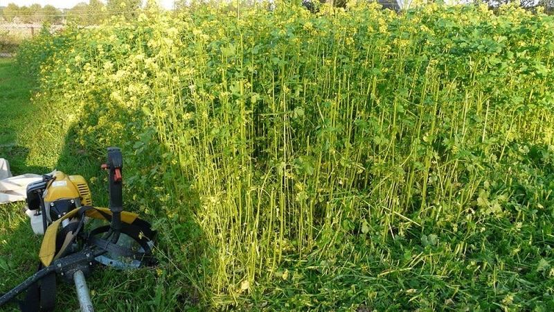 Qual è il modo migliore per utilizzare il concime verde dopo il cavolo in autunno?