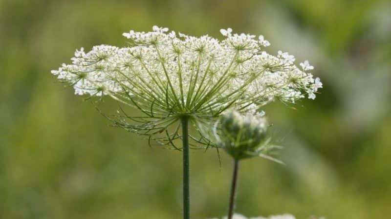 What type of inflorescence does a carrot have: description and characteristics