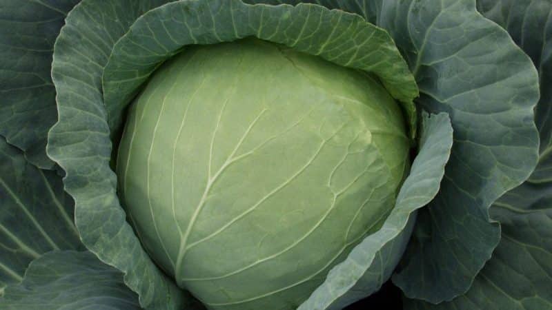 Review of the Kharkov winter cabbage variety: reviews, characteristics and cultivation features