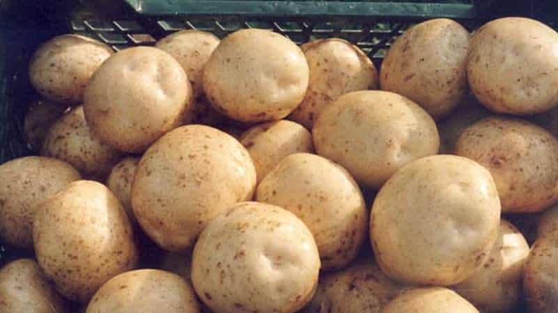 Descrizione dettagliata e consigli degli agronomi sulle varietà di patate: Pietroburgo, Barin, Leader e altre