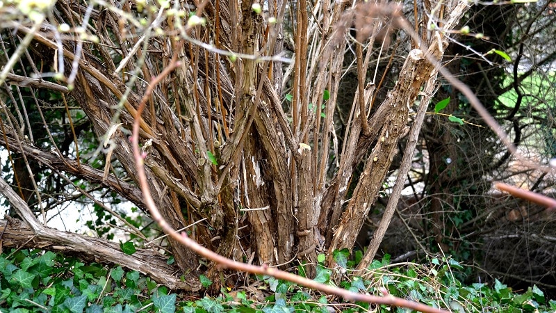 When and how to prune honeysuckle in the fall for a good harvest