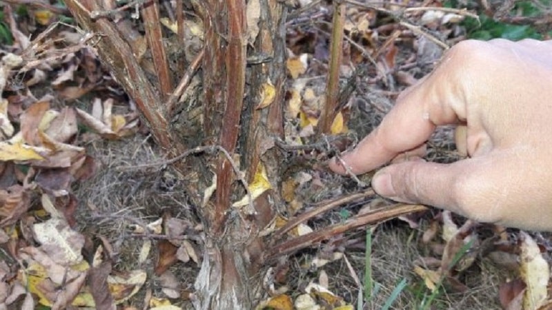 When and how to prune honeysuckle in the fall for a good harvest