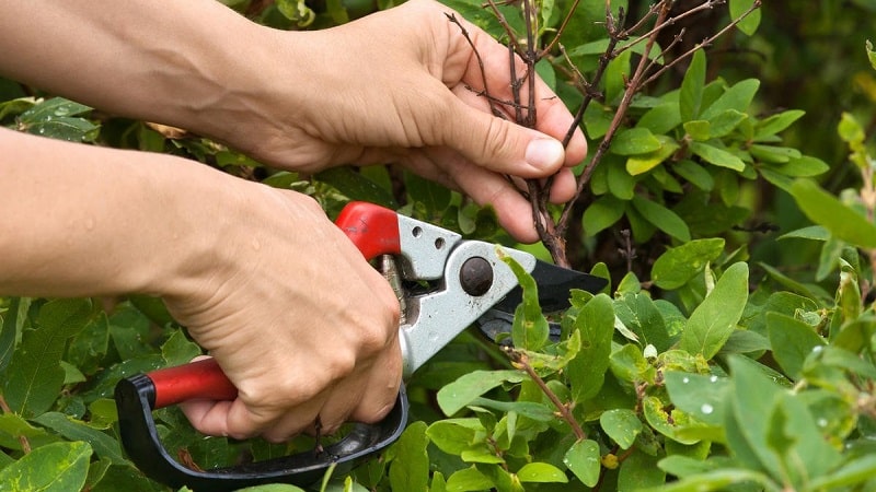 When and how to prune honeysuckle in the fall for a good harvest