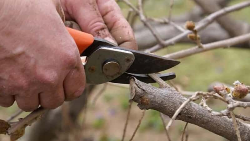 Cuándo y cómo podar la madreselva en otoño para obtener una buena cosecha.