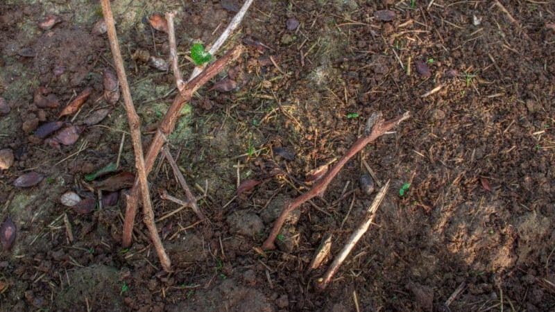 When and how to properly transplant grapes to another place in the fall