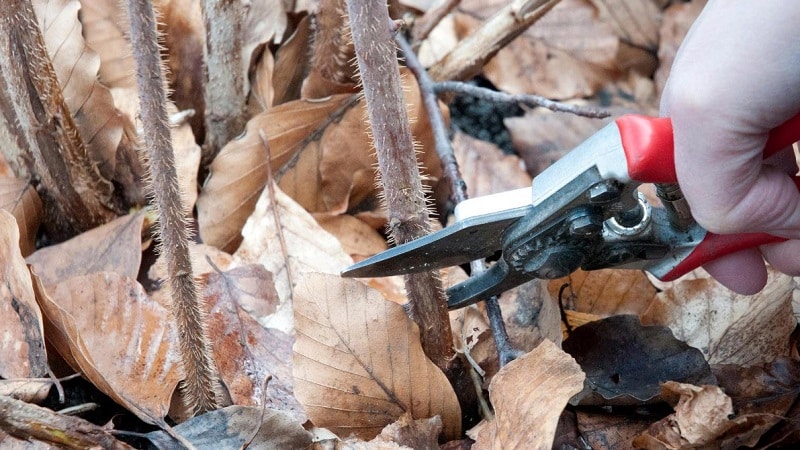 Quando e come potare correttamente i lamponi in autunno