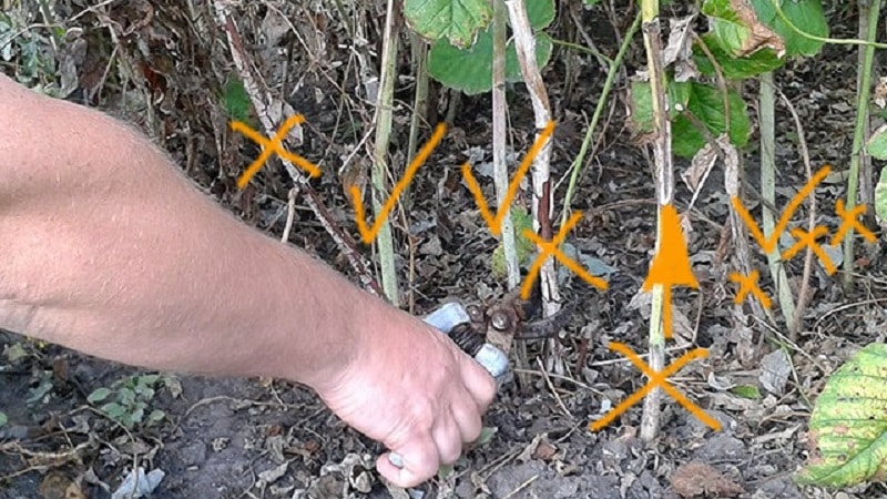 When and how to prune raspberries correctly in the fall