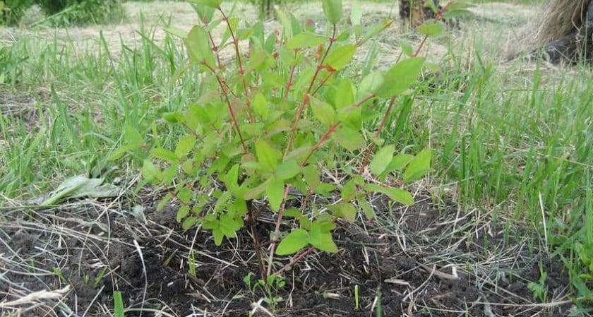 Quand et comment planter du chèvrefeuille à l'automne et quelles erreurs éviter lors du processus de plantation