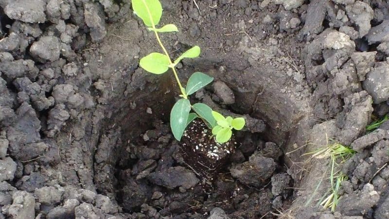 Wanneer en hoe kamperfoelie in de herfst moet worden geplant en welke fouten u tijdens het plantproces moet vermijden