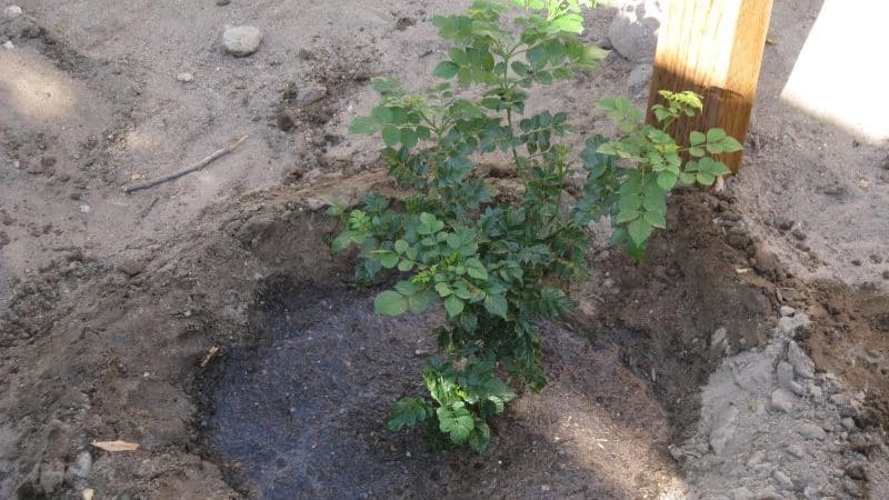 Quand et comment planter du chèvrefeuille à l'automne et quelles erreurs éviter lors du processus de plantation