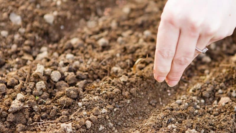 Cómo plantar correctamente perejil y eneldo antes del invierno y cuándo es el mejor momento para hacerlo