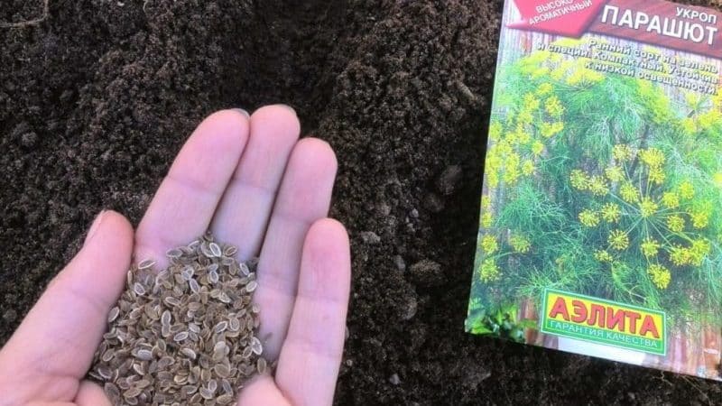 How to properly plant parsley and dill before winter, and when is the best time to do it