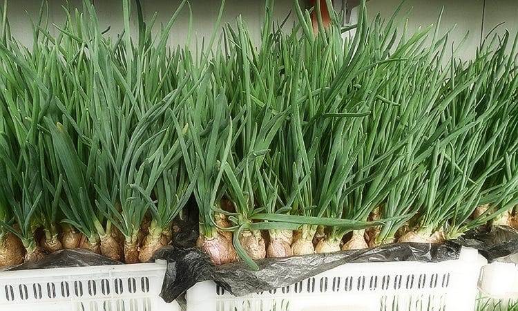 The best varieties of onion seeds for greens and cultivation algorithm