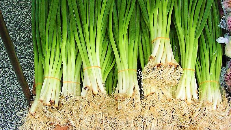 The best varieties of onion seeds for greens and cultivation algorithm