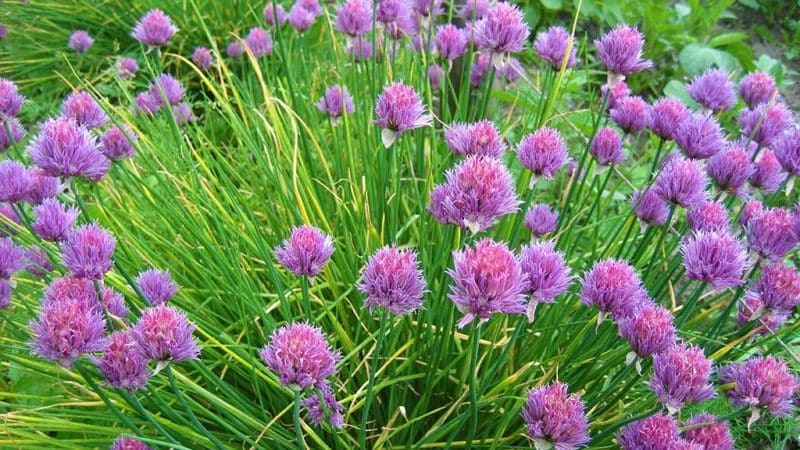 The best varieties of onion seeds for greens and cultivation algorithm