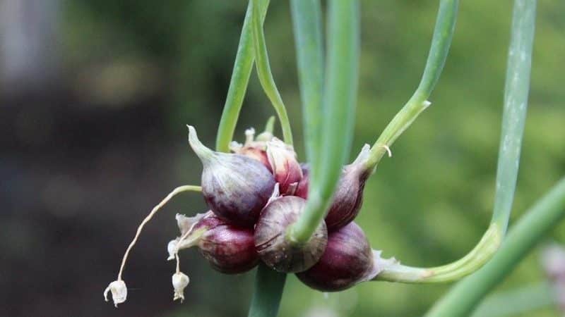 As melhores variedades de sementes de cebola para verduras e algoritmo de cultivo