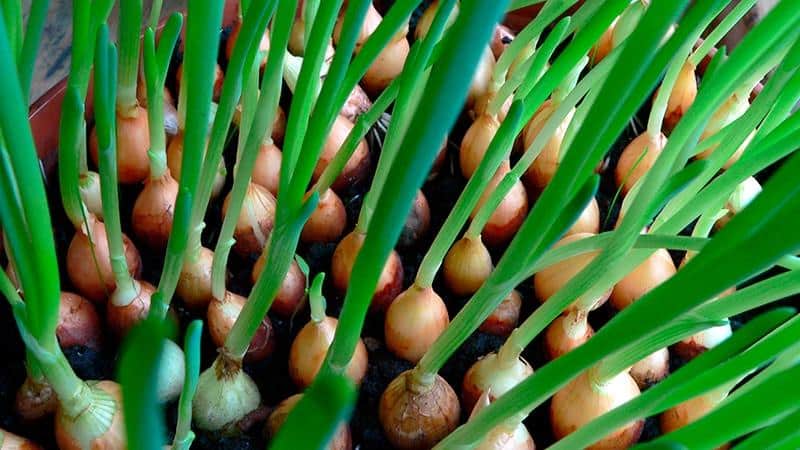 The best varieties of onion seeds for greens and cultivation algorithm