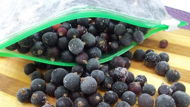 Cara terbaik untuk membekukan blackcurrant untuk musim sejuk di dalam peti sejuk