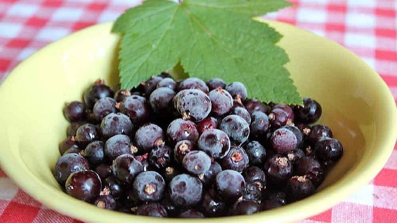 Cara terbaik untuk membekukan blackcurrant untuk musim sejuk di dalam peti sejuk