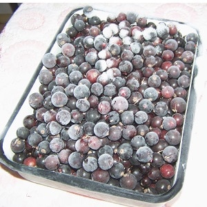 Die besten Möglichkeiten, schwarze Johannisbeeren für den Winter im Gefrierschrank einzufrieren