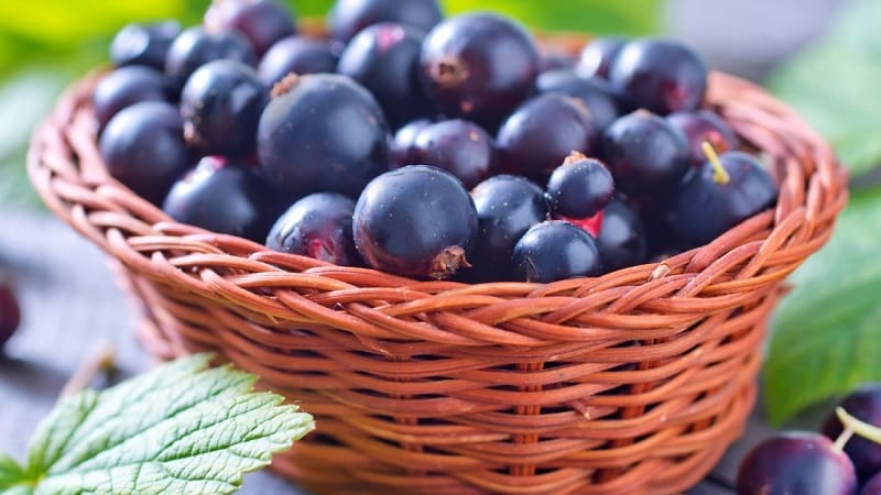 Cara terbaik untuk membekukan blackcurrant untuk musim sejuk di dalam peti sejuk