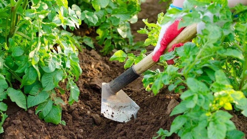 De beste manieren om aardappelen te wieden