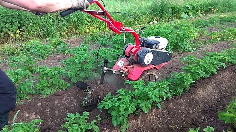 Les meilleures façons de désherber les pommes de terre