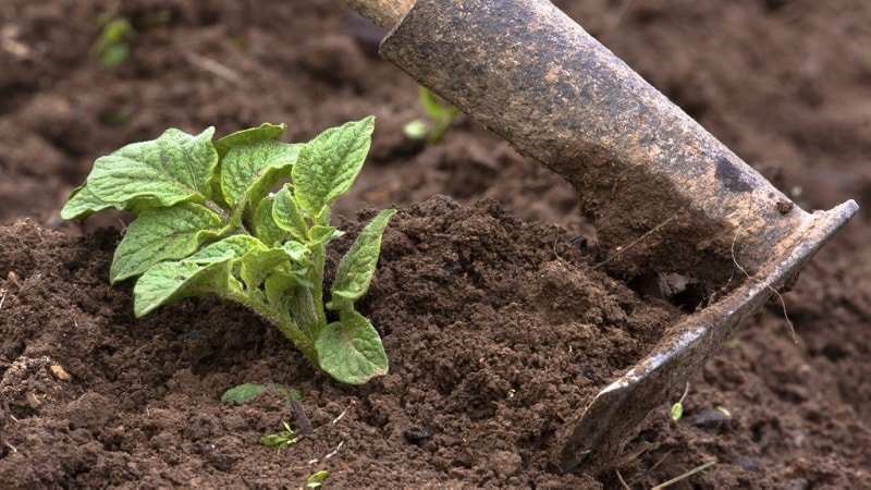 De beste manieren om aardappelen te wieden