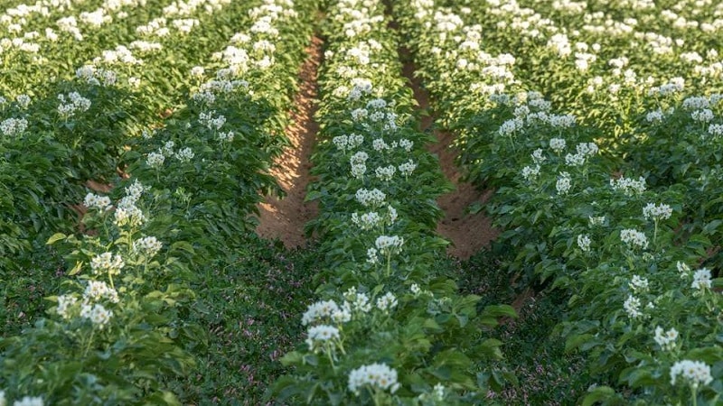 Les meilleures façons de désherber les pommes de terre