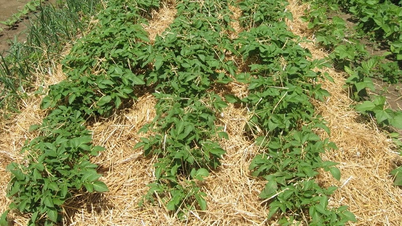 As melhores maneiras de eliminar ervas daninhas das batatas