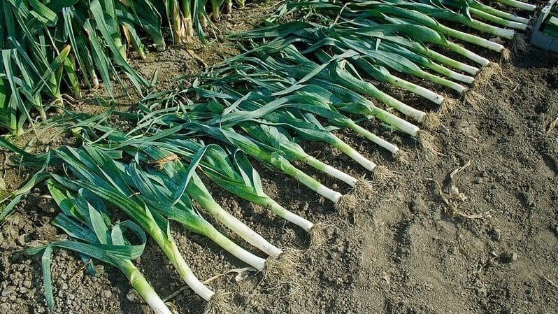 Was tun mit der Ernte: Kann Lauch über den Winter in der Erde gelassen werden und wie bereitet man ihn am besten auf die Überwinterung vor?