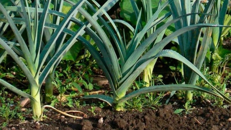 Wat te doen met de oogst: kan prei in de grond blijven voor de winter en hoe kun je ze het beste voorbereiden op overwintering?