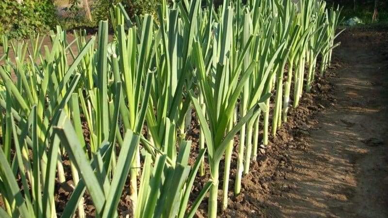 Was tun mit der Ernte: Kann Lauch über den Winter in der Erde gelassen werden und wie bereitet man ihn am besten auf die Überwinterung vor?