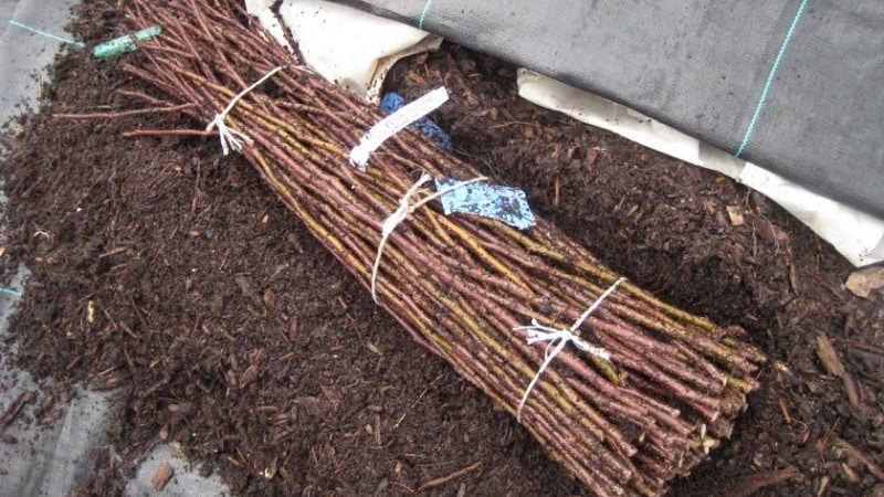 Métodos para almacenar esquejes de uva en invierno y germinación en primavera.