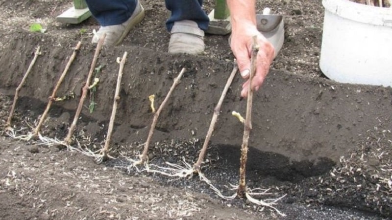 Métodos para almacenar esquejes de uva en invierno y germinación en primavera.