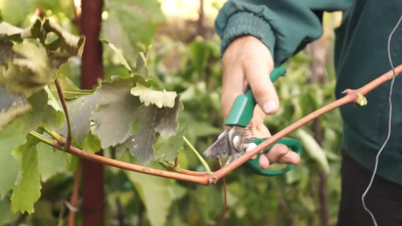 Methods for storing grape cuttings in winter and germination in spring