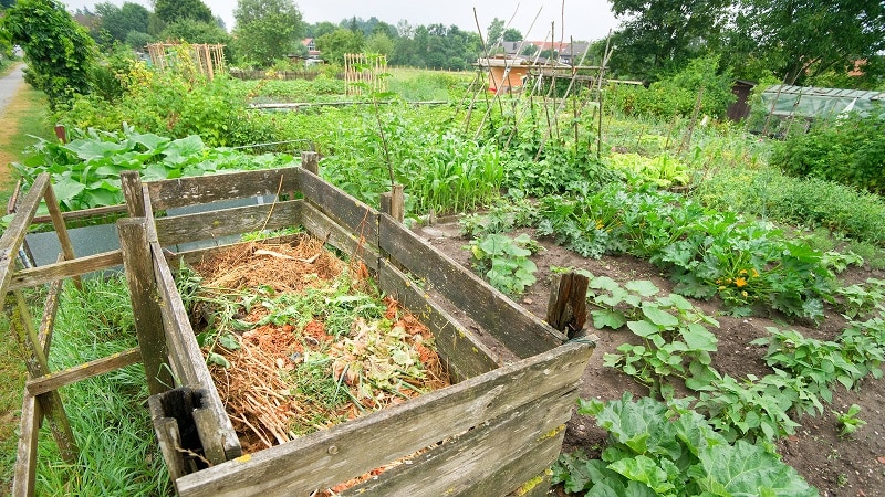 És possible posar la part superior de les patates en un munt de compost i de quina altra manera es poden utilitzar al lloc?