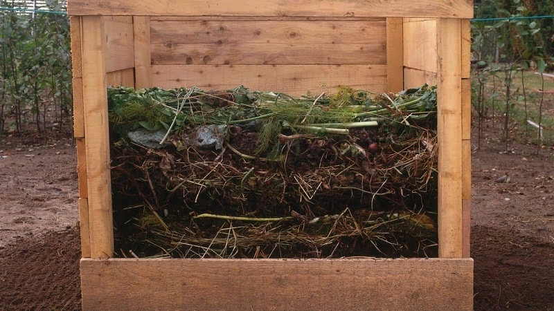 És possible posar la part superior de les patates en un munt de compost i de quina altra manera es poden utilitzar al lloc?