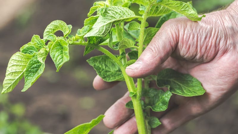 Is het mogelijk om aardappeltoppen op een composthoop te doen en hoe kunnen ze anders op de site gebruikt worden?