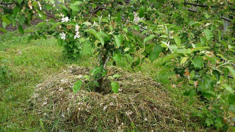 Est-il possible de mettre les fanes de pommes de terre dans un tas de compost et comment les utiliser autrement sur le site ?