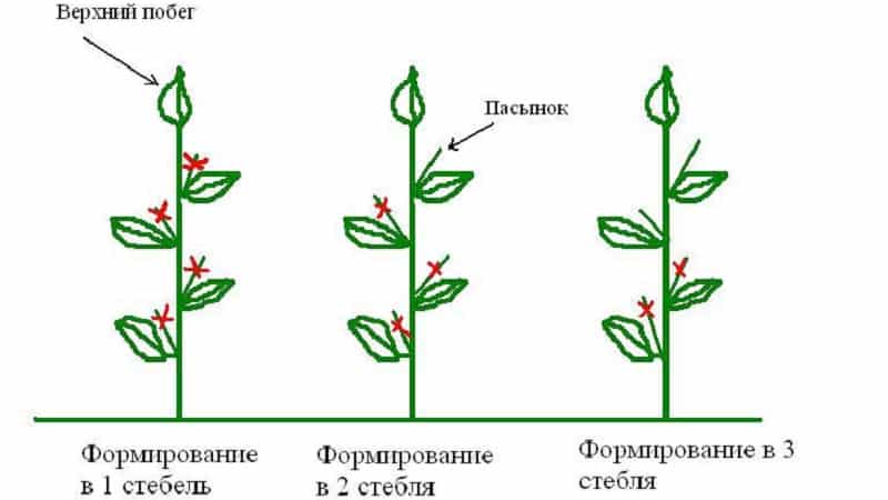 Est-il nécessaire de supprimer les beaux-fils des poivrons : arguments pour et contre, instructions étape par étape pour supprimer les beaux-fils et conseils utiles