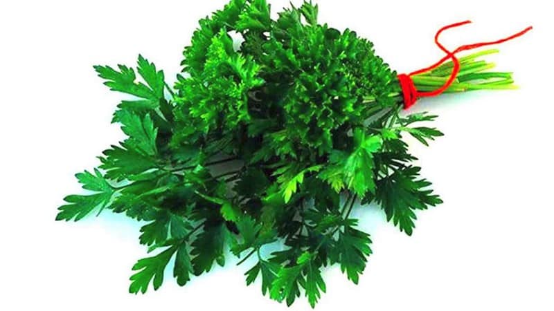 Parsley - penerangan, penanaman, foto