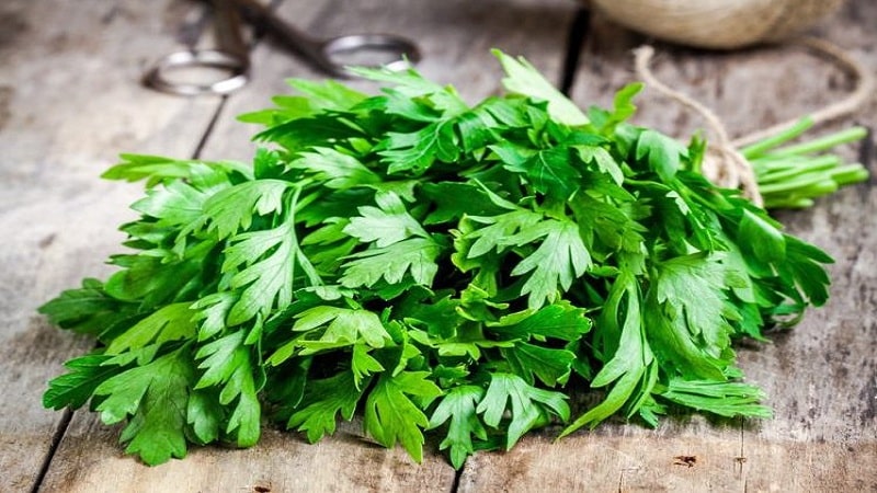 The incredible properties of parsley that improve male potency