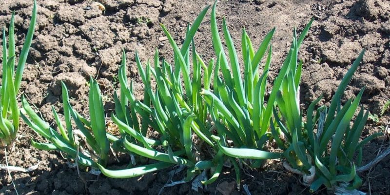 Prepararsi correttamente al freddo: è necessario tagliare le cipolle per l'inverno e come farlo