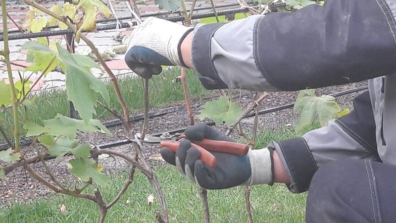 Kad un kā pareizi apgriezt vīnogas rudenī un rūpēties par tām pēc procedūras