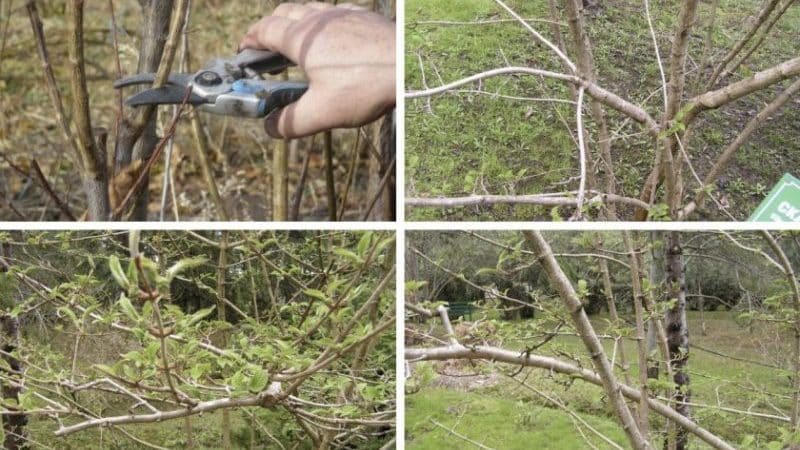 Wie man Viburnum im Herbst richtig beschneidet (regelmäßig und dekorativ)