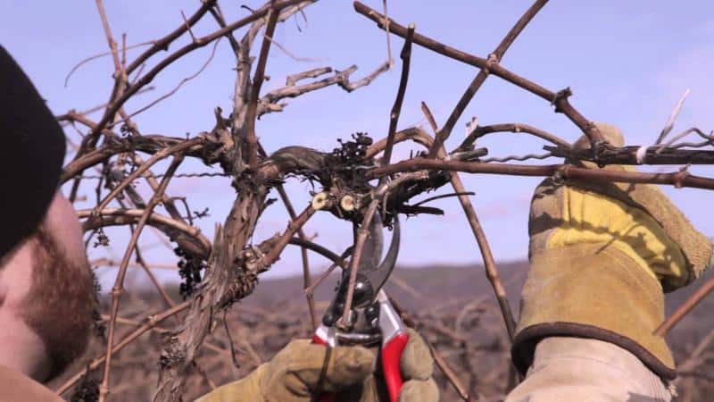 Por que é preciso podar as uvas no outono e como fazê-lo corretamente?