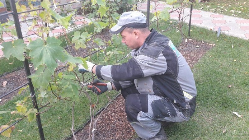 Miért kell ősszel metszeni a szőlőt, és hogyan kell helyesen csinálni?