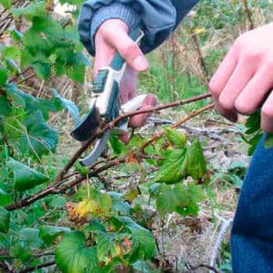 Rokasgrāmata pareizai jāņogu rudens atzarošanai dārzkopjiem iesācējiem