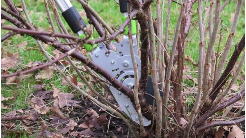 Proper care and cultivation of currants